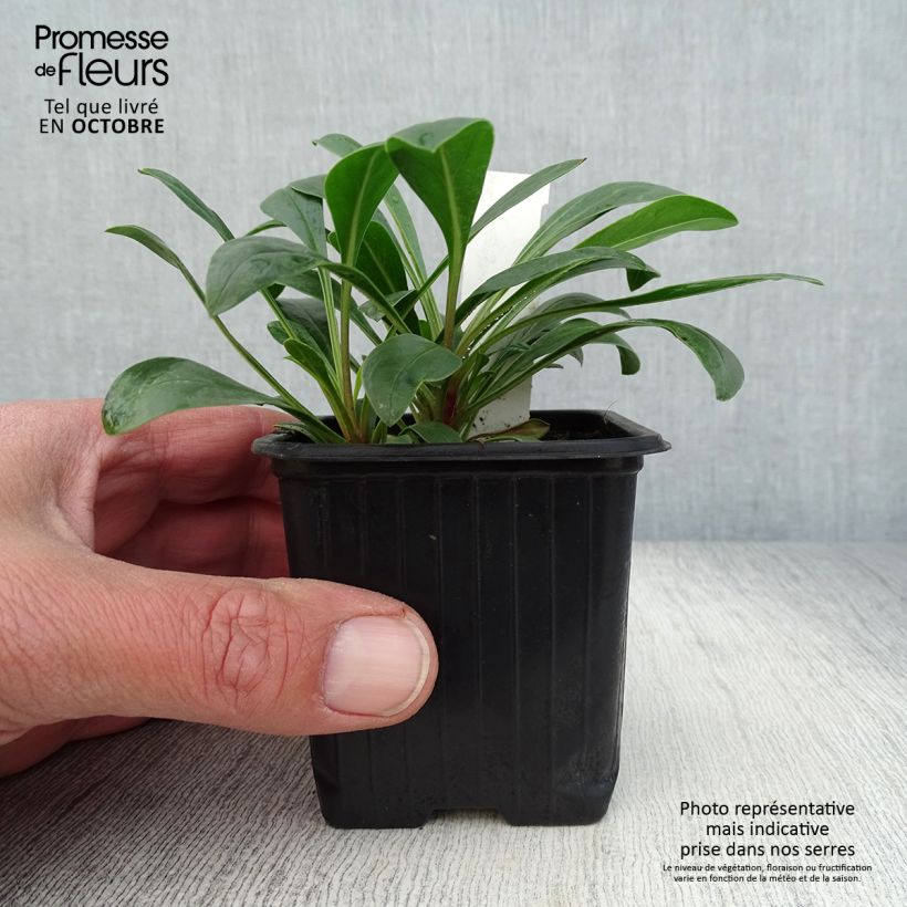 Esimerkki syksyllä toimitetusta Pipo - Penstemon mensarum 8/9 cm taimiruukku-taimesta