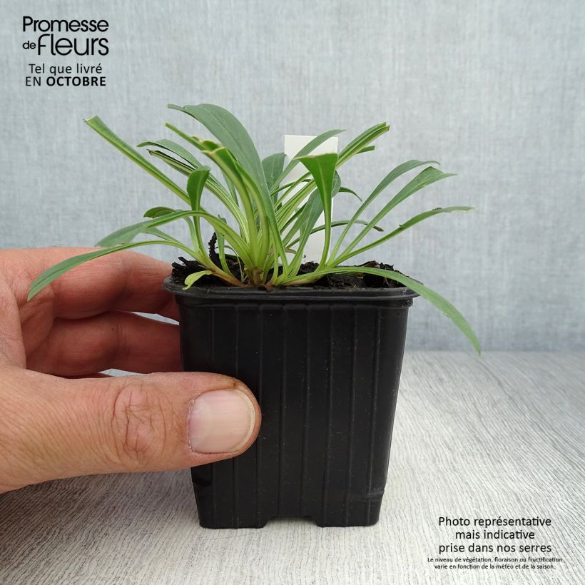 Esimerkki syksyllä toimitetusta Pystypipo - Penstemon strictus 8/9 cm taimiruukku-taimesta