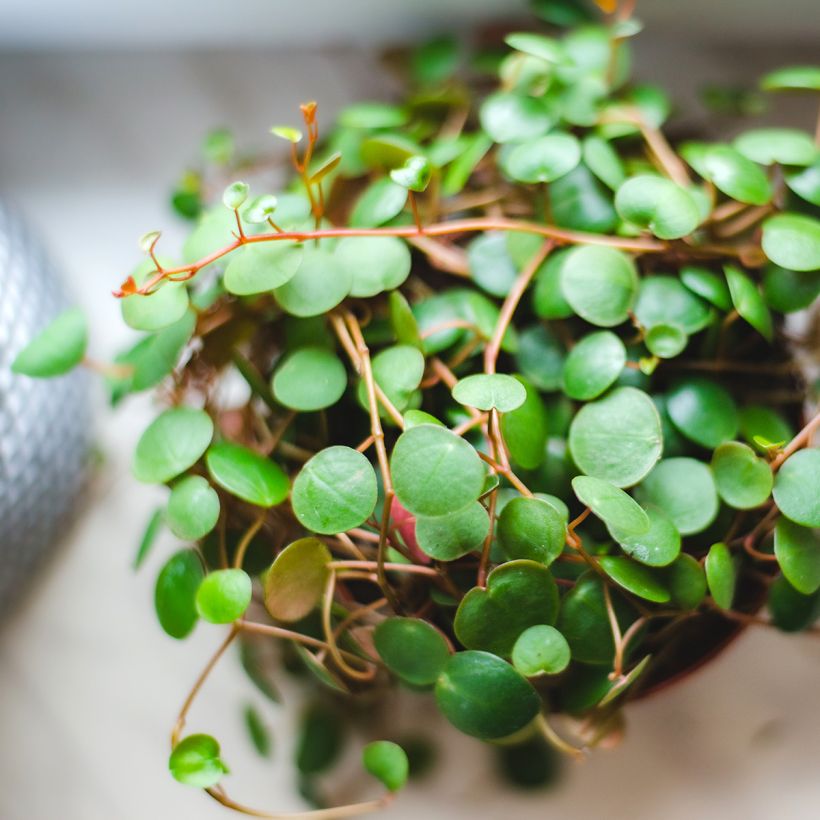 Peperomia Pepperspot (Lehvistö)