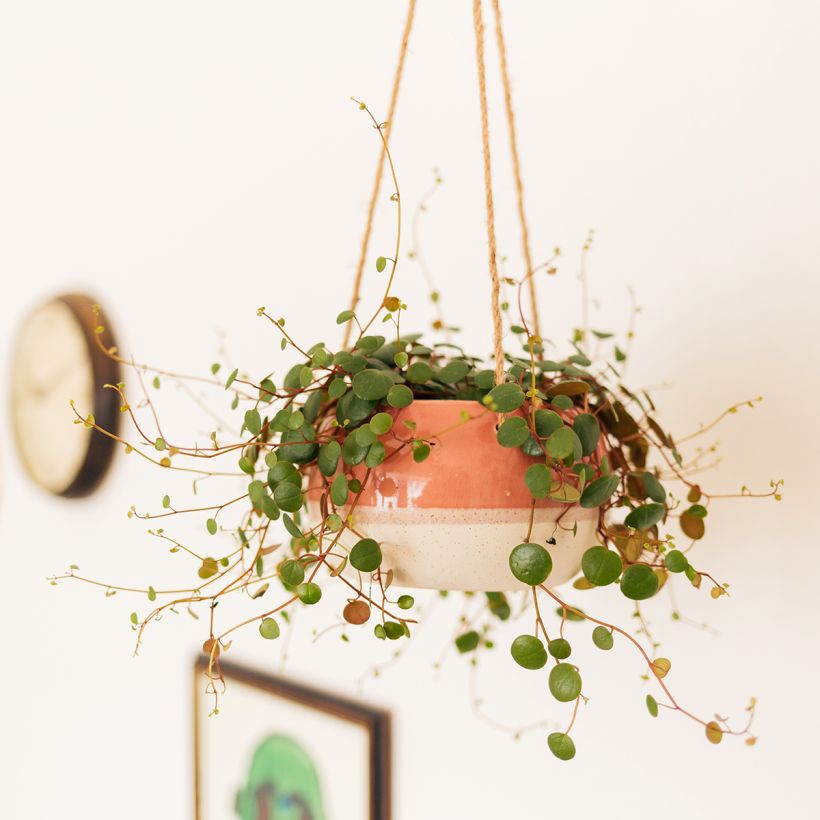 Peperomia Pepperspot (Kasvutapa)