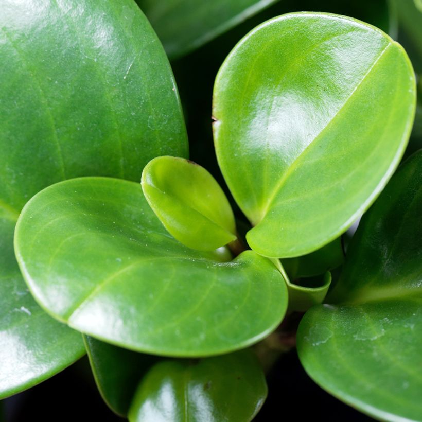 Peperomia obtusifolia Vihreä (Lehvistö)