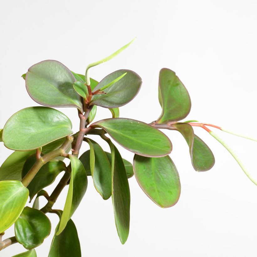 Peperomia obtusifolia Vihreä (Kukinta)