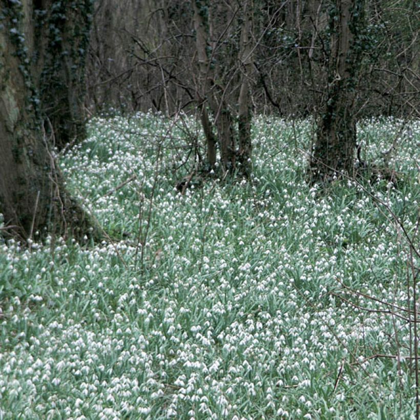 Tähtilumikello - Galanthus elwesii (Kasvutapa)