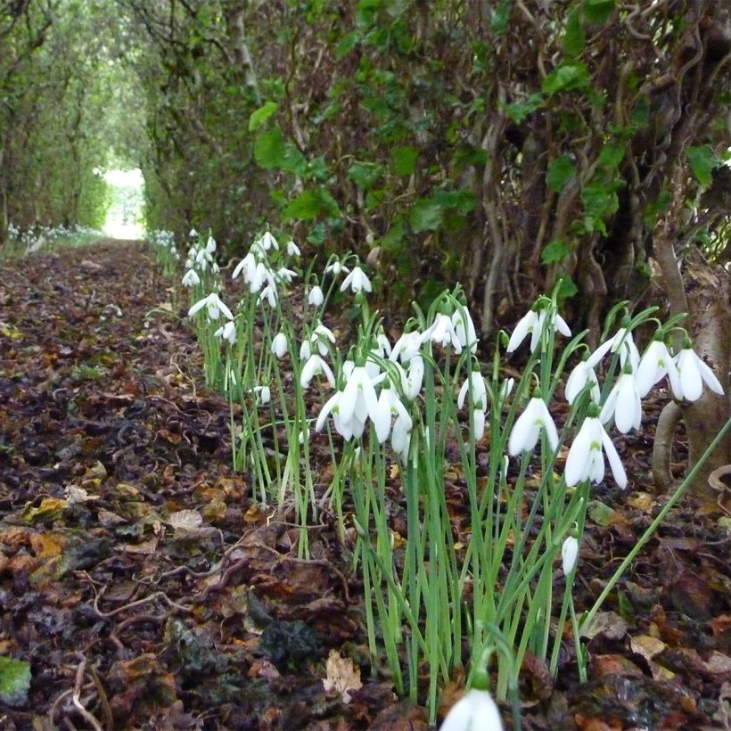 Lumikello - Galanthus reginae-olgae (Kasvutapa)