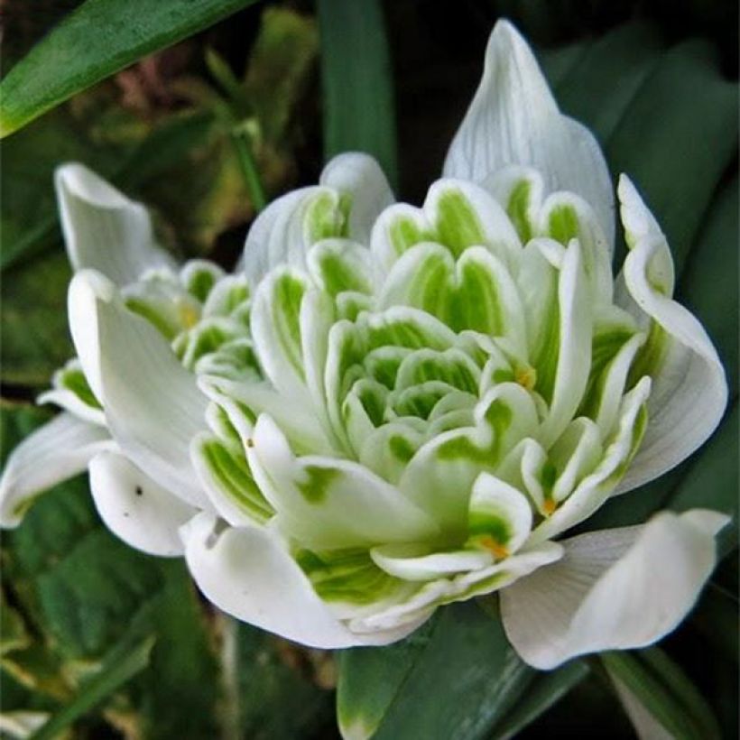 Puistolumikello Flore Pleno (Kukinta)