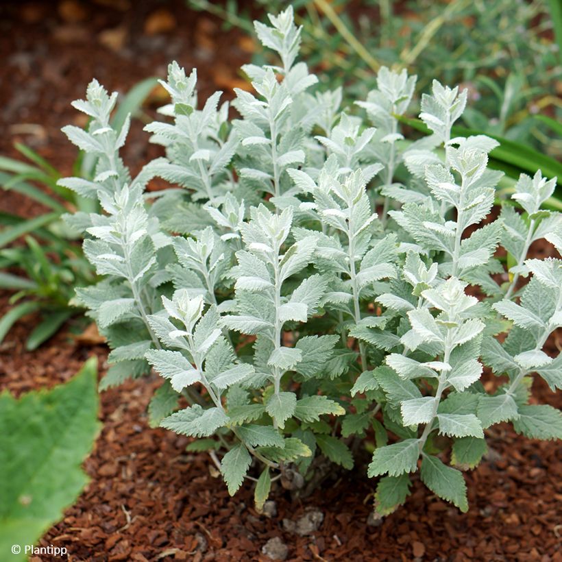 Sulkapiiska Silvery Blue (Kasvutapa)
