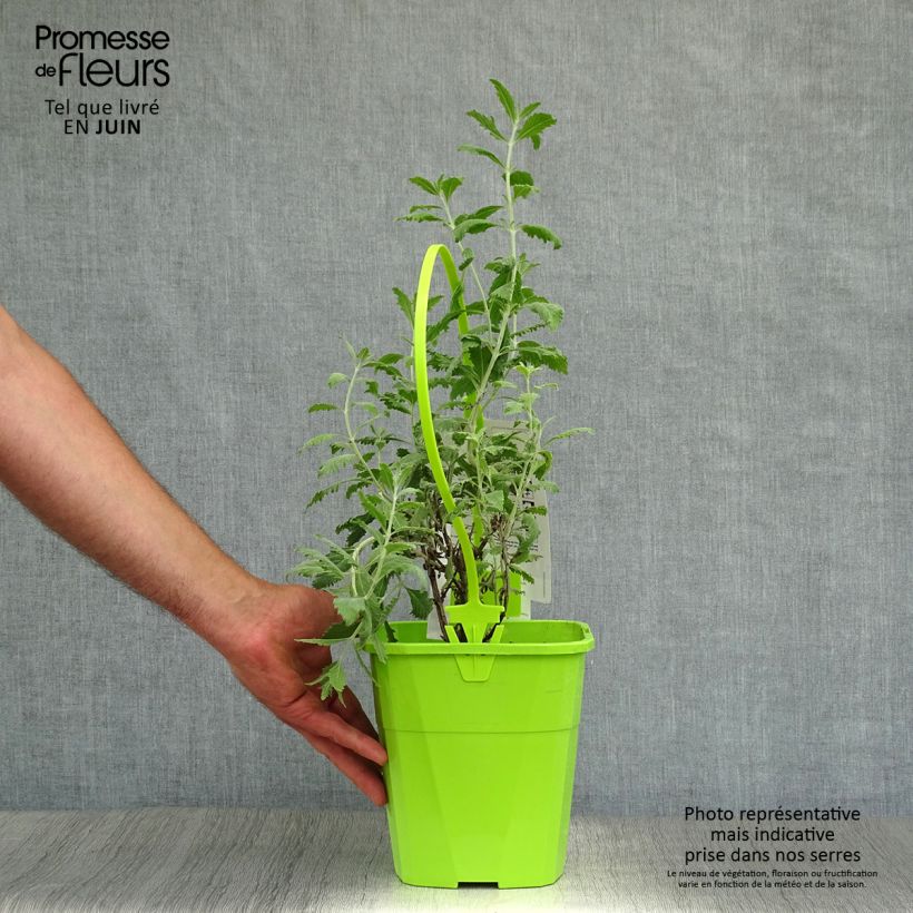 Esimerkki kesällä toimitetusta Sulkapiiska Silvery Blue Pot de 3L/4L-taimesta