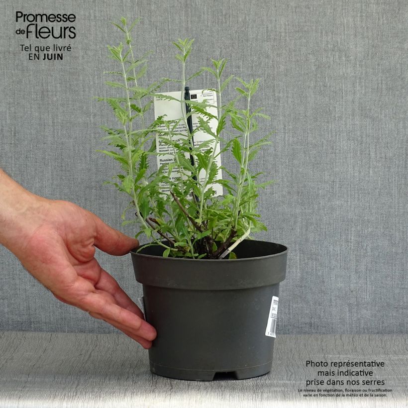 Esimerkki kesällä toimitetusta Sulkapiiska Lacey Blue Pot de 2L/3L-taimesta