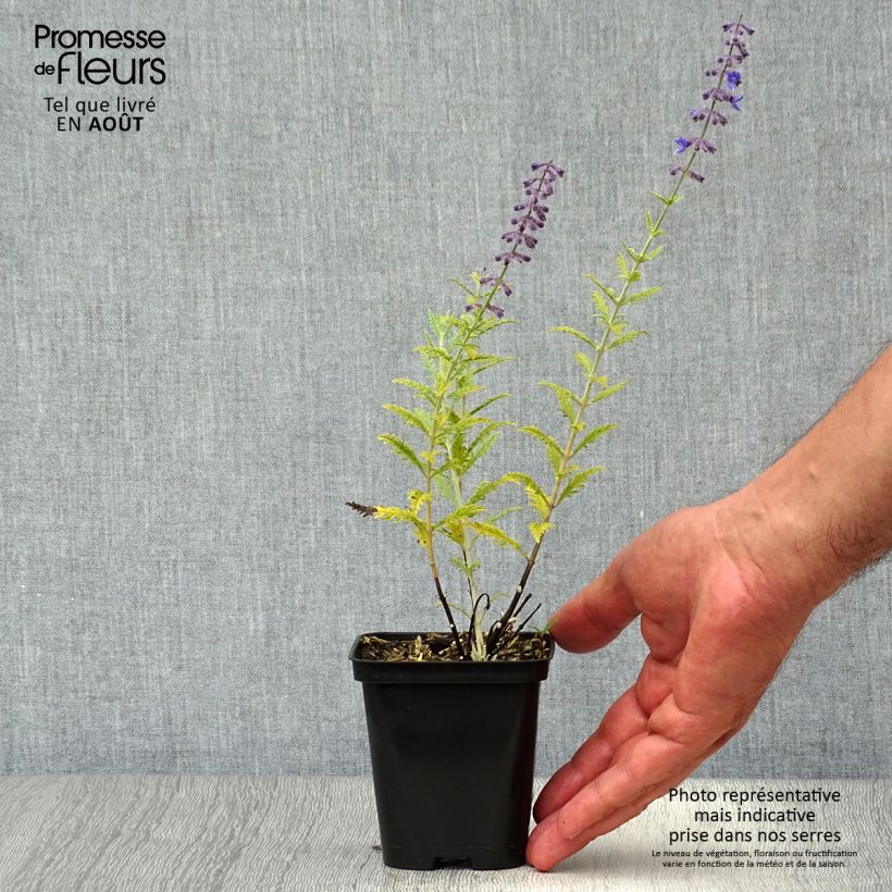 Esimerkki kesällä toimitetusta Sulkapiiska Little Spire Godet de 8/9 cm-taimesta