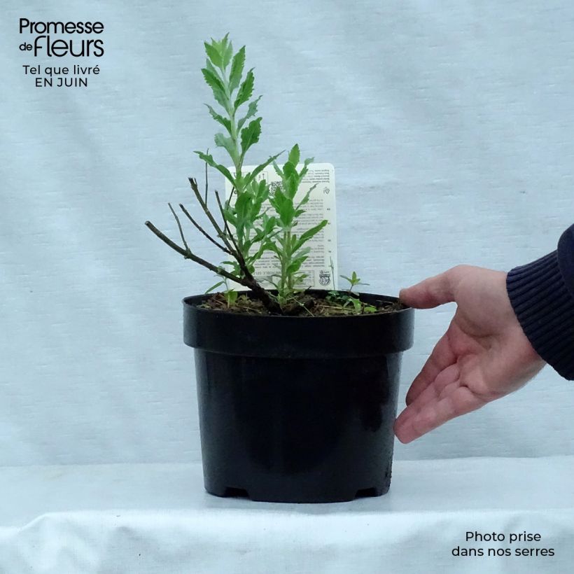 Esimerkki kesällä toimitetusta Sulkapiiska Little Spire Pot de 2L/3L-taimesta