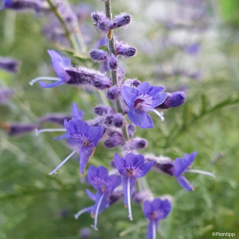 Salvia yangii Lafper Feathery Blue (Kukinta)