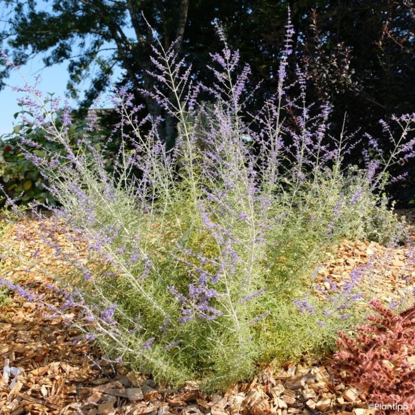 Salvia yangii Lafper Feathery Blue (Kasvutapa)