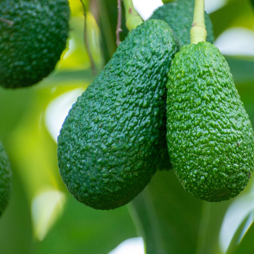 Avokado Hass (Sadonkorjuu)
