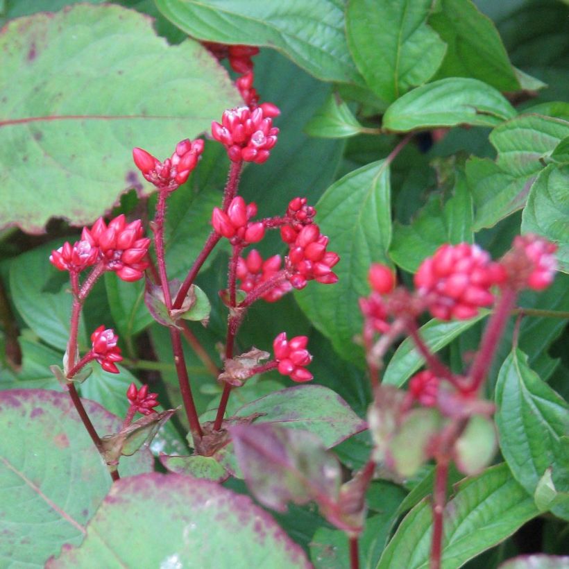 Ukontattare Indian Summer (Kukinta)