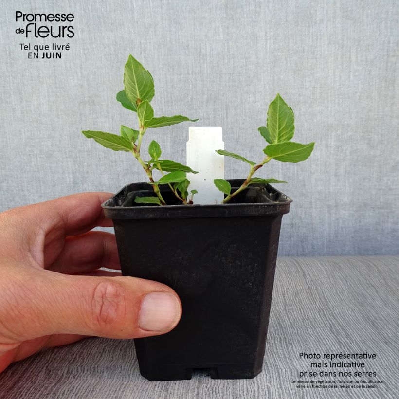 Esimerkki kesällä toimitetusta Aconogonon tortuosum var. glabrifolium Godet de 8/9 cm-taimesta