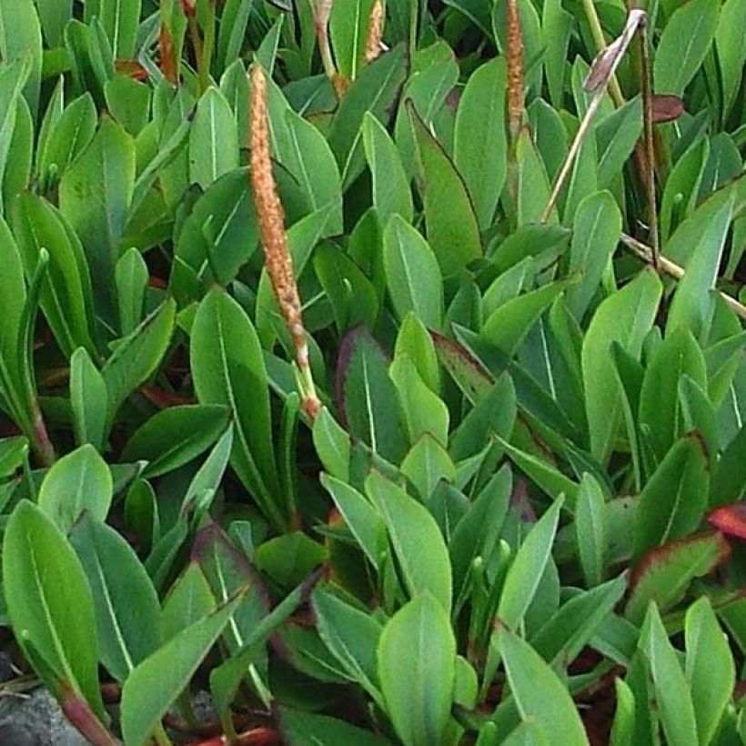 Vuorikonnantatar Darjeeling Red (Lehvistö)