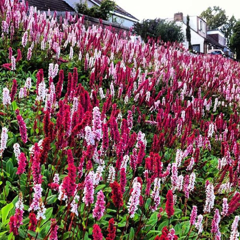 Vuorikonnantatar Darjeeling Red (Kukinta)