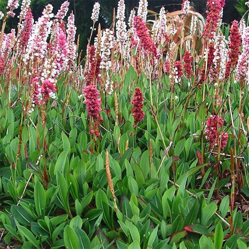Vuorikonnantatar Darjeeling Red (Kasvutapa)