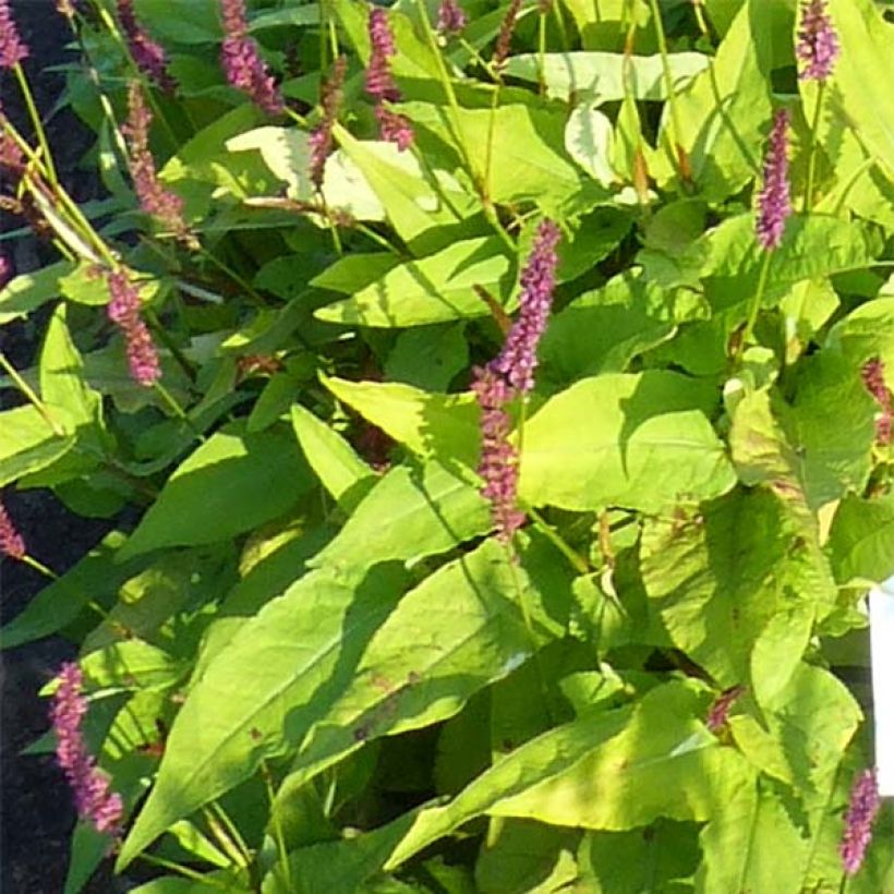 Verikonnantatar Golden Arrow (Lehvistö)