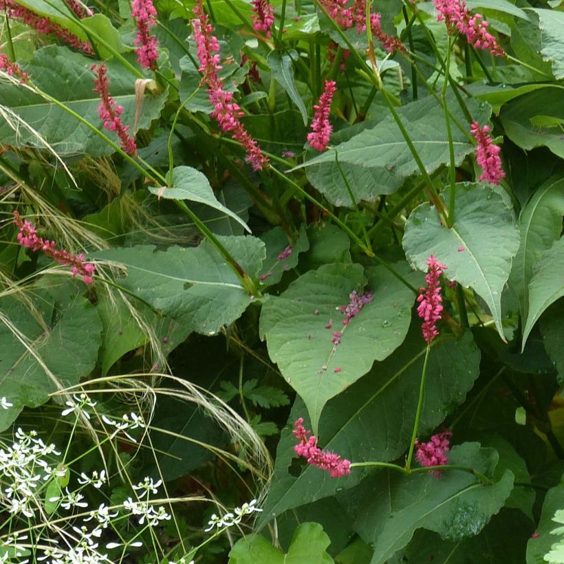 Verikonnantatar Speciosa (Lehvistö)
