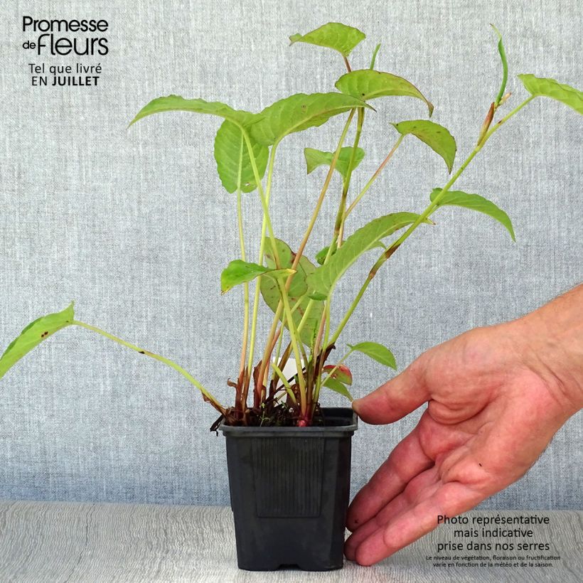 Esimerkki kesällä toimitetusta Verikonnantatar Speciosa Taimiruukku 8/9 cm-taimesta