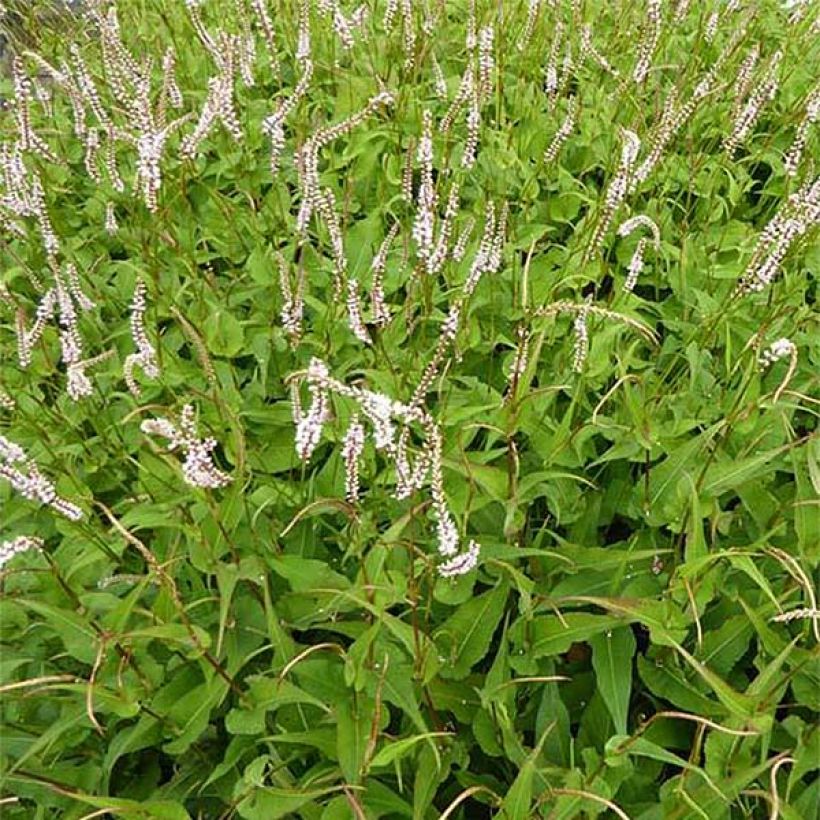 Verikonnantatar White Eastfield (Kukinta)