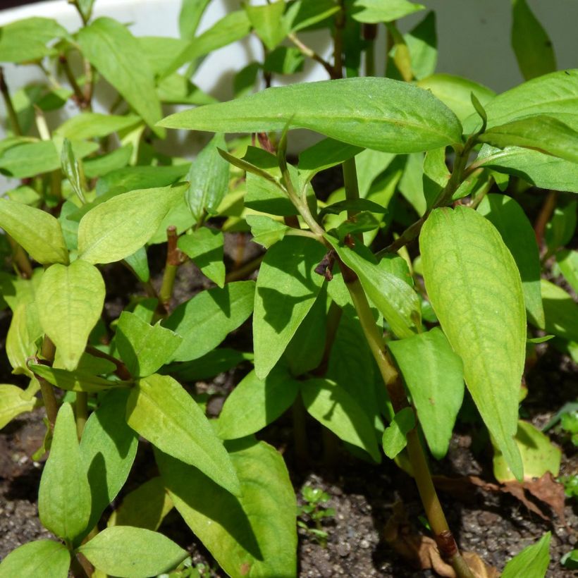 Vihannestatar taimena - Persicaria odorata (Lehvistö)