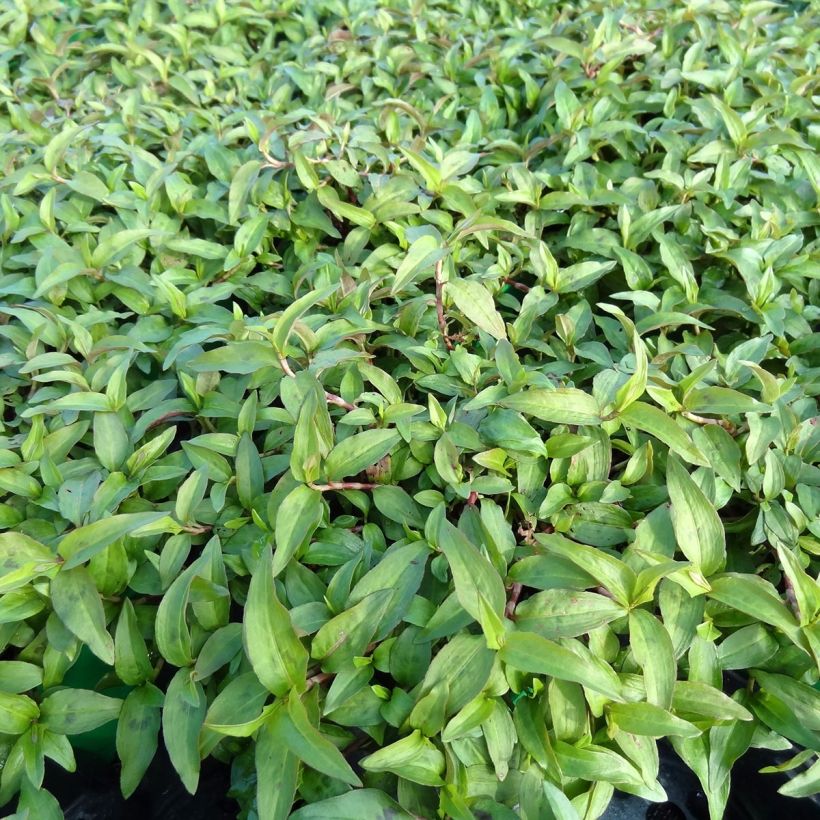 Vihannestatar taimena - Persicaria odorata (Kasvutapa)
