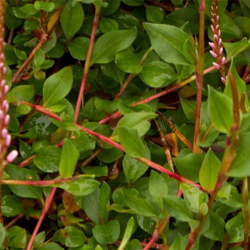 Ukontattare - Persicaria vacciniifolia (Lehvistö)