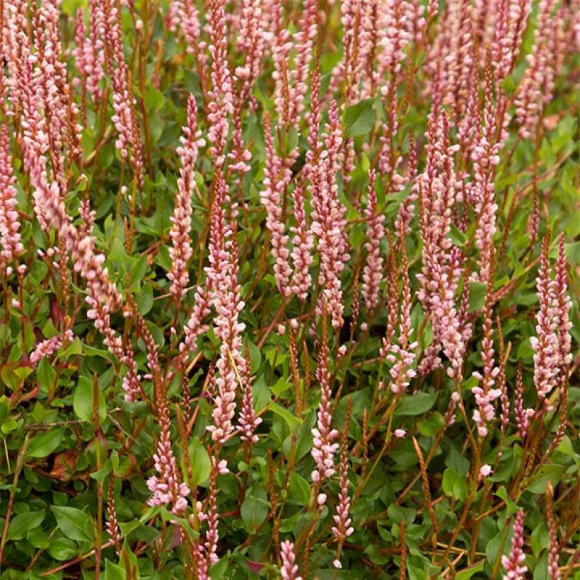 Ukontattare - Persicaria vacciniifolia (Kukinta)