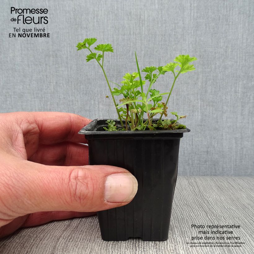 Esimerkki syksyllä toimitetusta Persil frisé vert foncé BIO Godet de 8 cm-taimesta