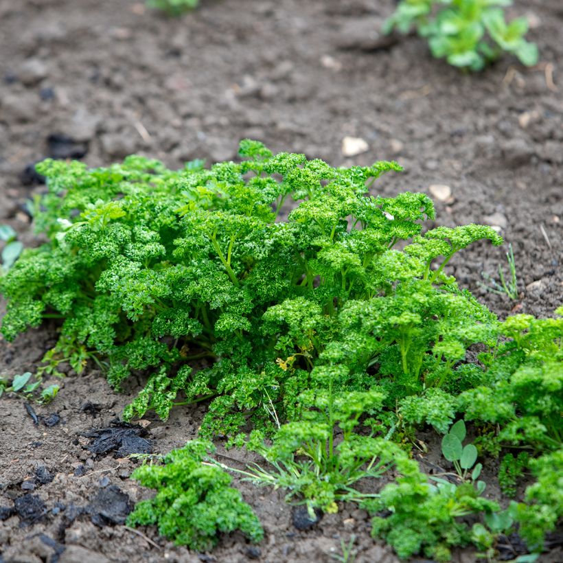 Kähäräpersilja - Petroselinum crispum (Kasvutapa)