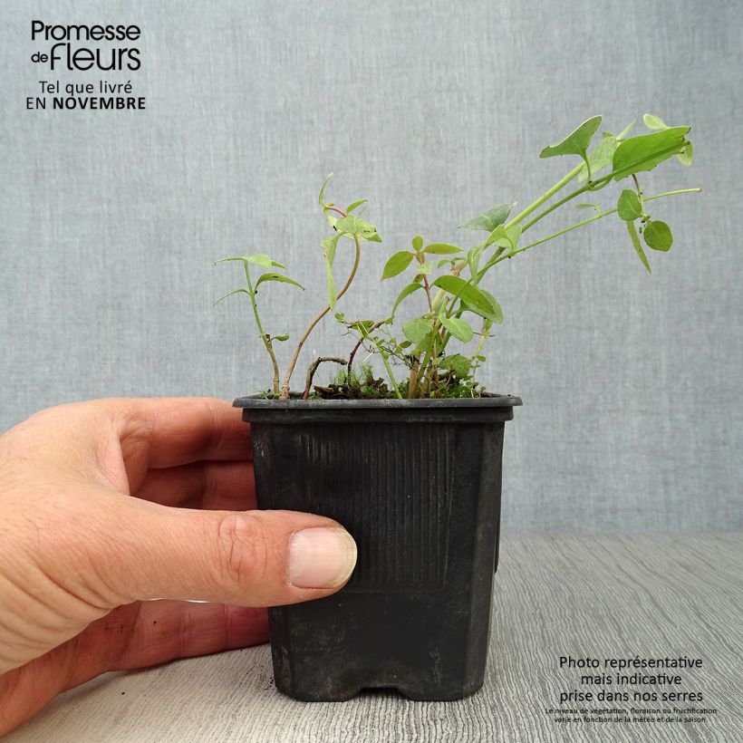 Esimerkki syksyllä toimitetusta Vaaleatalvio - Vinca difformis 8/9 cm taimiruukku-taimesta