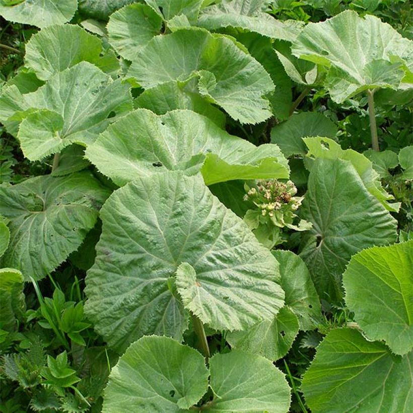 Valkoruttojuuri - Petasites albus (Lehvistö)