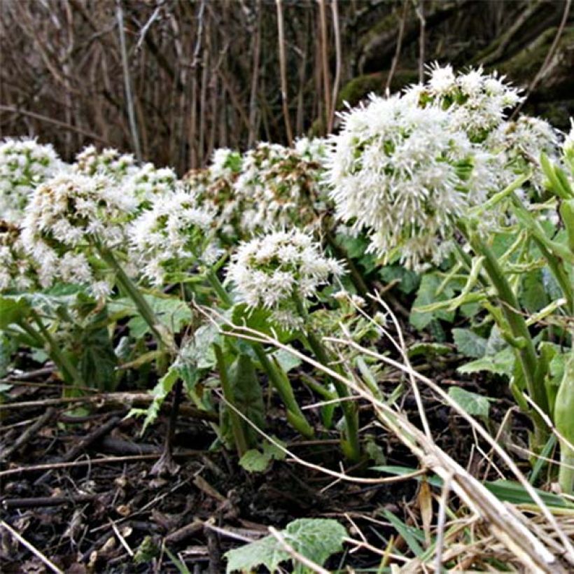 Valkoruttojuuri - Petasites albus (Kukinta)