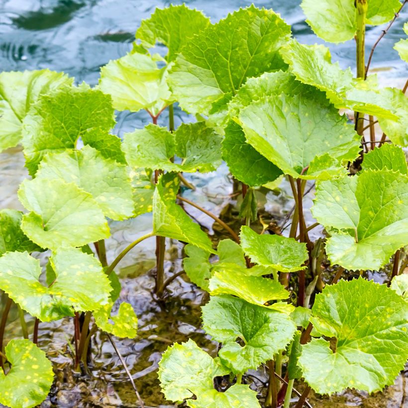 Ruttojuure - Petasites fragrans (Lehvistö)