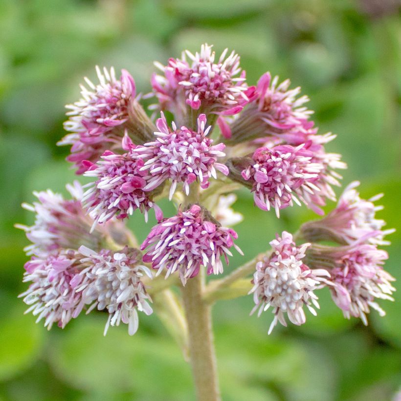 Ruttojuure - Petasites fragrans (Kukinta)