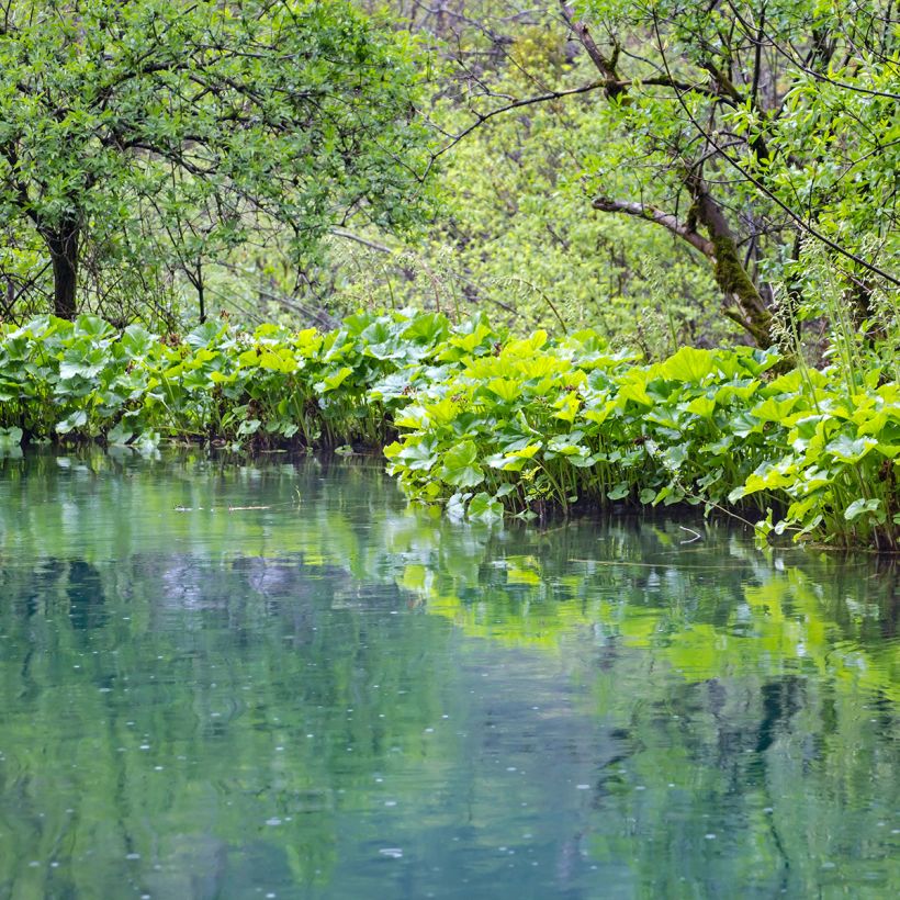 Ruttojuure - Petasites fragrans (Kasvutapa)