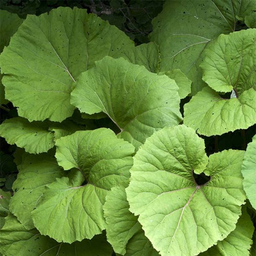 Etelänruttojuuri - Petasites hybridus (Lehvistö)