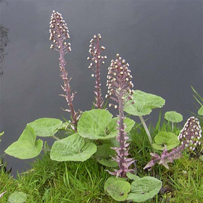 Etelänruttojuuri - Petasites hybridus (Kasvutapa)