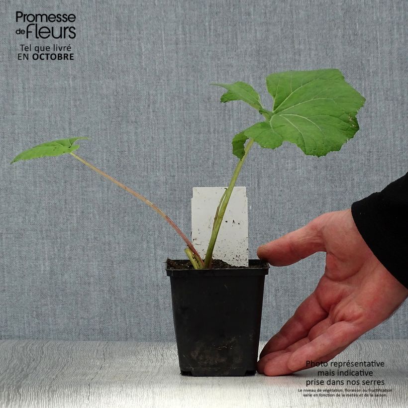 Esimerkki syksyllä toimitetusta Etelänruttojuuri - Petasites hybridus 8/9 cm taimiruukku-taimesta