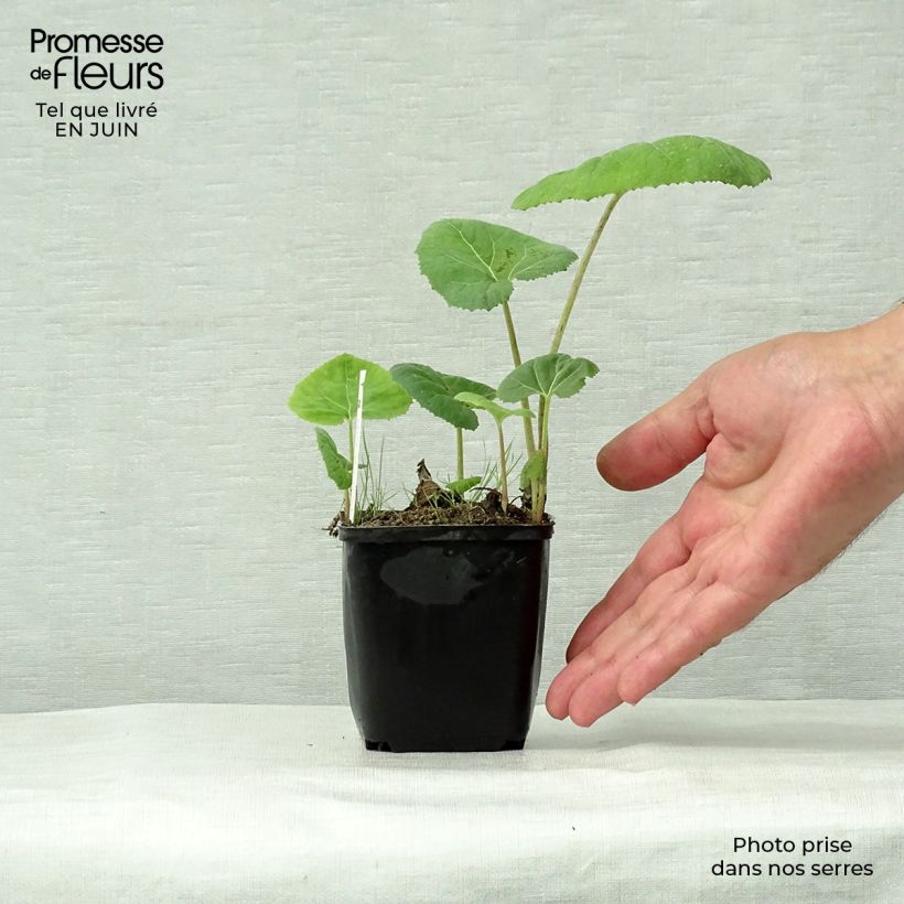 Esimerkki kesällä toimitetusta Etelänruttojuuri - Petasites hybridus Taimiruukku 8/9 cm-taimesta