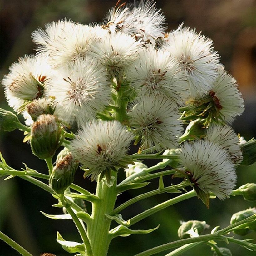 Japaninruttojuuri Giganteus (Kukinta)