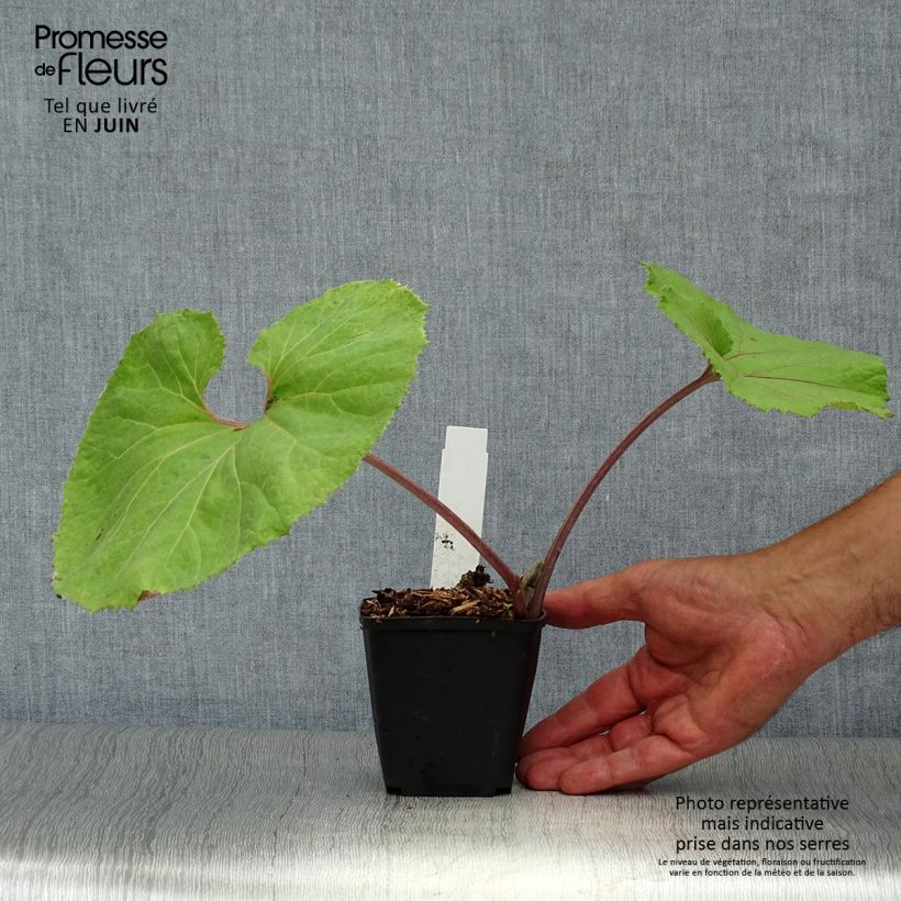 Esimerkki kesällä toimitetusta Japaninruttojuuri Giganteus Godet de 8/9 cm-taimesta