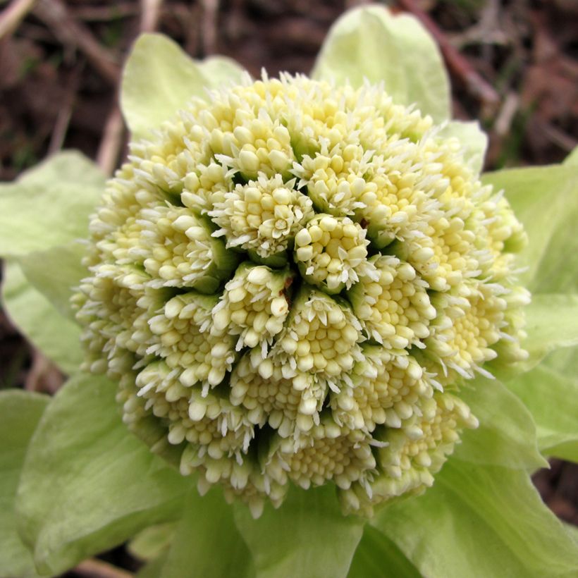 Japaninruttojuuri - Petasites japonicus (Kukinta)