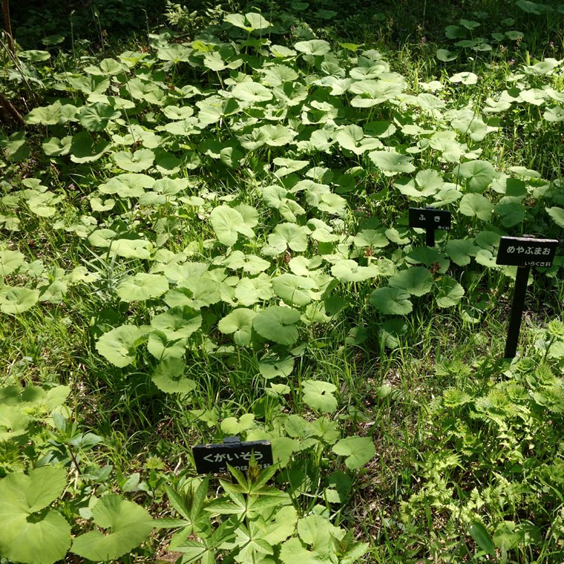Japaninruttojuuri - Petasites japonicus (Kasvutapa)