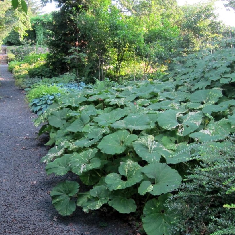 Japaninruttojuuri variegatus (Lehvistö)