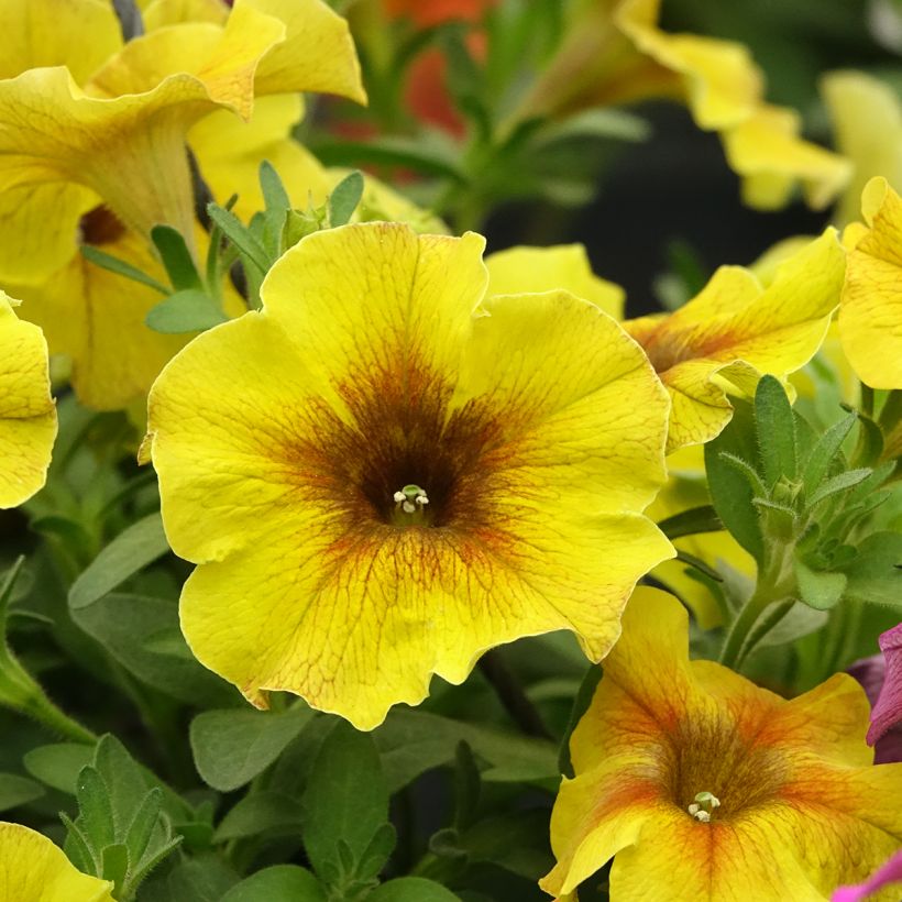 Petchoa hybrida BeautiCal Caramel Yellow (Kukinta)