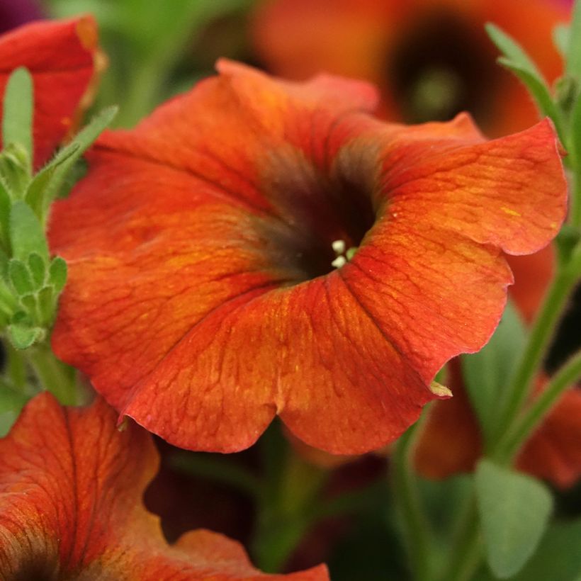 Petchoa hybrida BeautiCal Cinnamon (Kukinta)