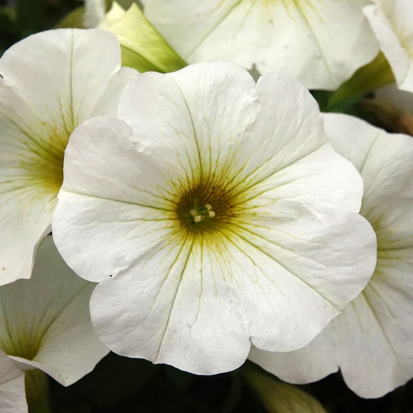 Petchoa hybrida BeautiCal Pearl White (Kukinta)